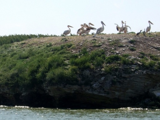 Pelicans in the delta